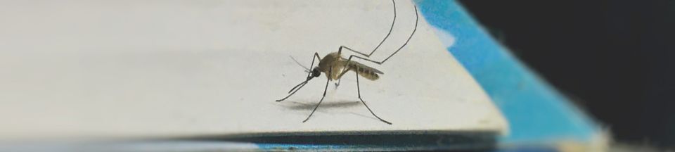 Как с помощью народных средств спастись от комаров и мошек
