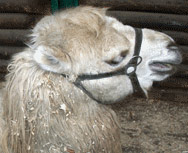 Верблюд КАМЕЛОТ в воронежском зоосаде