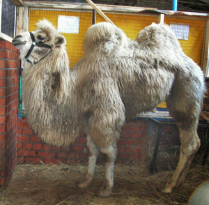 Верблюд КАМЕЛОТ в воронежском зоосаде