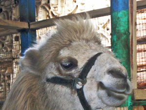 Верблюд КАМЕЛОТ в воронежском зоосаде