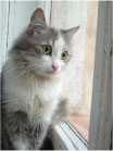 Кошка Базилевская