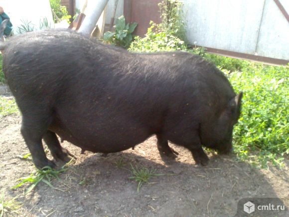 Поросная свинья. Супоросная Вьетнамская Свинка. Супоросные свиноматки.