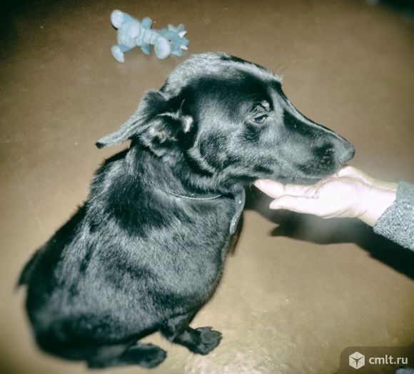 Воронеж собаки в руки. Как приучить щенка терпеть до выгула. Пес в воронеже. Воронеж собаки в руки. Щенки воронеж.