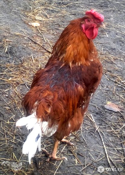 Тушка суповой курицы. Петух породы нью-гемпшир. Курица тушка. Курица домашняя суповая. Молодые петухи.