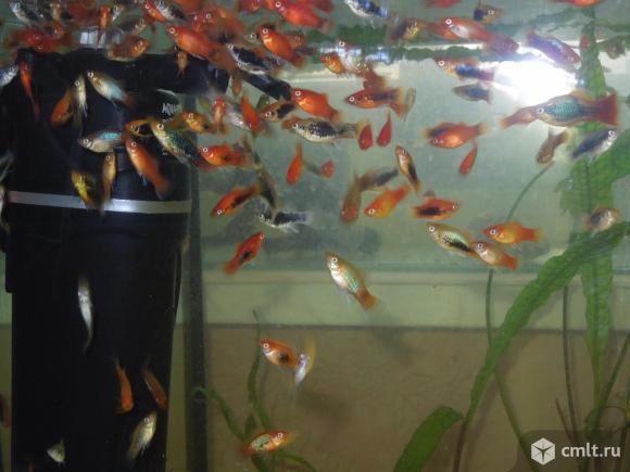 рыбки воронеж. рыба для зарыбления. рыбки олх. песчанка камчатская рыба. мир рыбок в рязани.