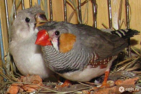 Хохлатая зебровая амадина. Палевые зебровые амадины. Японская амадина белая. Амадина зебровая белая. Зебровый амадин белый с хохолком.