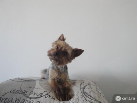 Вязка воронеж. Вязка воронеж. Вязка воронеж. Лучший клуб йорков в воронеже. Вязка воронеж.