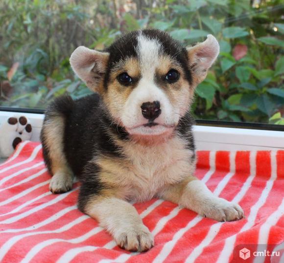 щенки воронеж. белый бим черное ухо памятник. щенки охотничьих собак в дар. белый бим черное ухо воронеж. собачатник.
