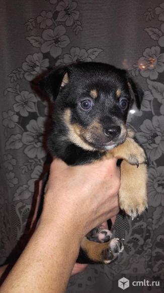 Отдам в добрые руки в воронеже. Объявление о отдаче щенков. Отдам в добрые руки в воронеже. Отдам в добрые руки в воронеже. Отдам в добрые руки в воронеже.