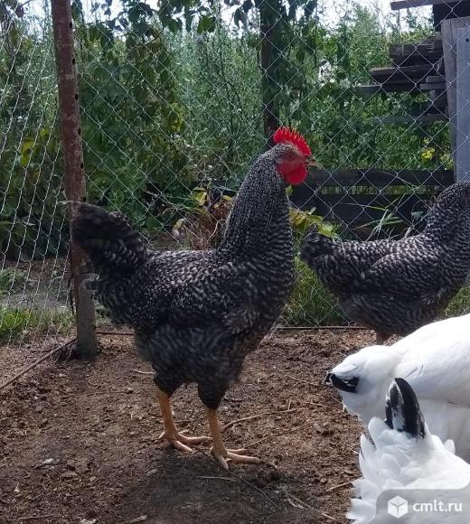 доминанта сервис фото. доминанта сервис. доминант воронеж. доминант 959 крапчатый. доминант воронеж.