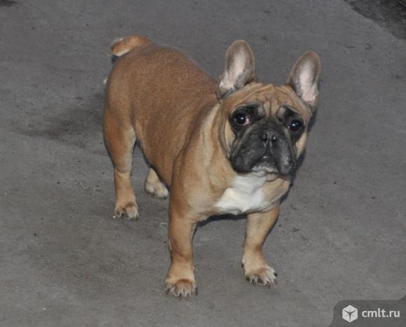 Даминат 3. Малышево воронеж французский бульдог. Собака французский бульдог мальчик. Французский бульдог щенок девочка. Воронеж щенки французского бульдога.