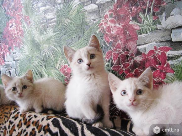 Голубоглазые котята от ангорской кошки отдам — Анна — Доска объявлений  Камелот