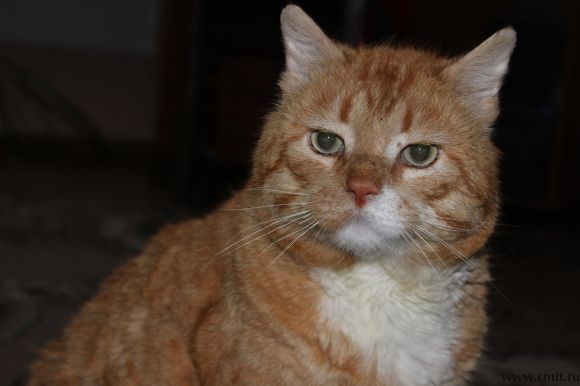 Брутальный рыжий кот ждет хозяина — Воронеж — Доска объявлений Камелот