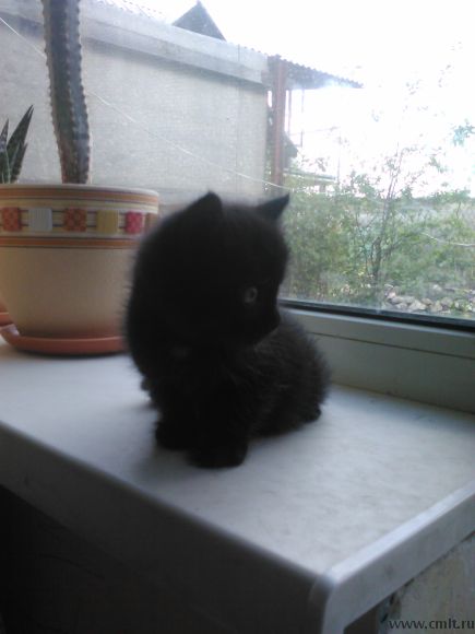 Котята в воронеже в добрые. Черный кот в добрые руки. Маленький чёрный котёнок девочка. Чёрный маленький пушистый комочек. Маленький черный котенок нашелся.