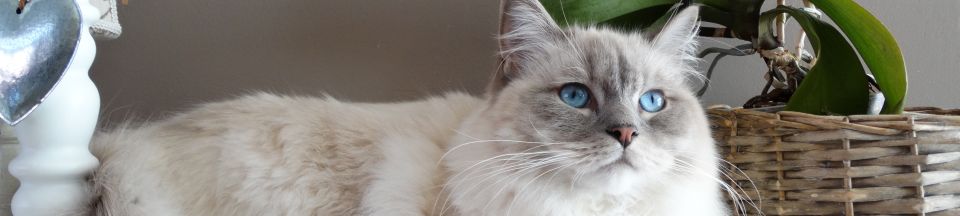 Аренда квартиры 