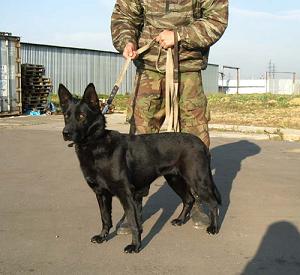 Собака - охранник дома