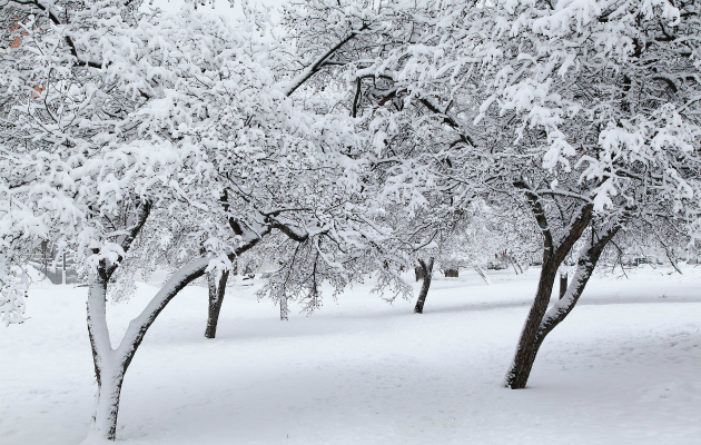 Позаботьтесь о деревьях  
