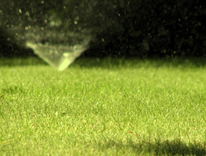 Газон своими руками