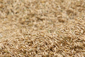 Газон своими руками