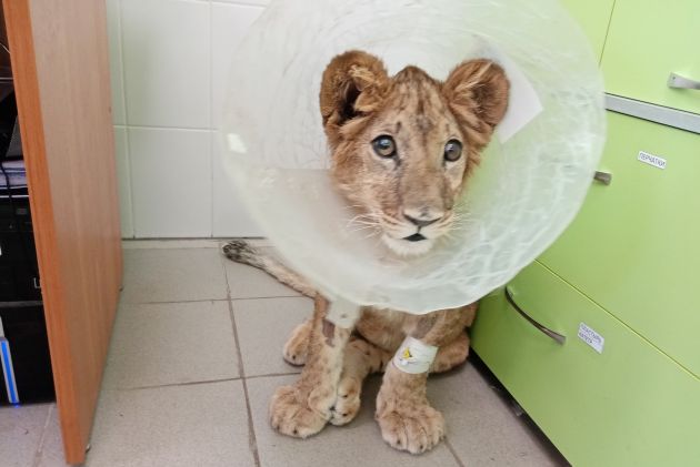 Гром в госпитале