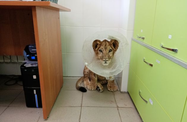 Львенок спасен воронежскими ветеринарами
