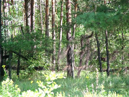 Природа в коттеджном поселке Новое Сомово под Воронежем