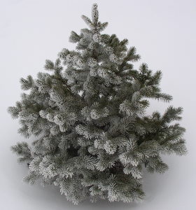 Посадка ели на участке