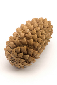 Посадка ели на участке