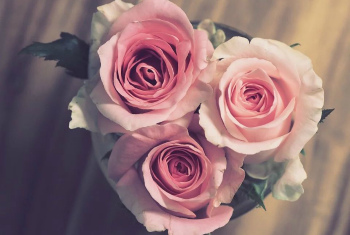 Букет роз, цветы в подарок