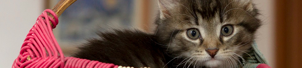 Присмотр за животными