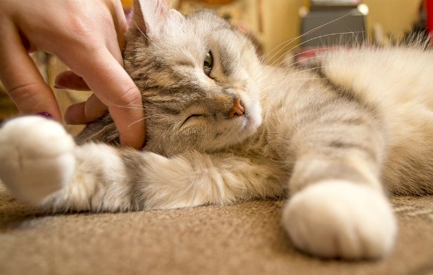 Нанимаем зооняню