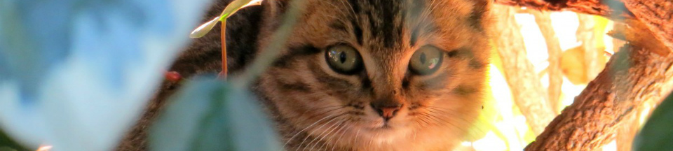 Прививки домашним животным