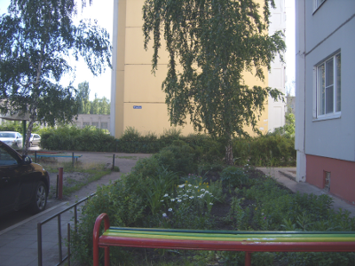 Деревья у подъездов на Минской