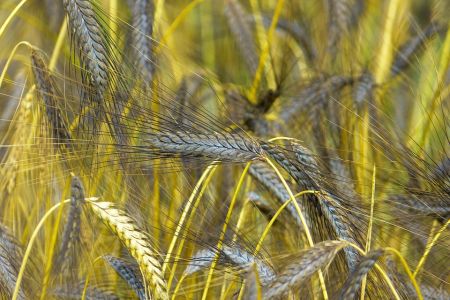 Полба - один из древнейших сортов пшеницы