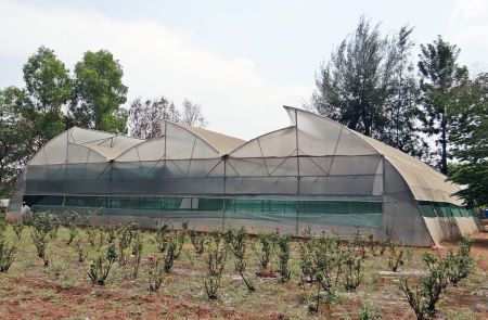 Теплица по Митлайдеру