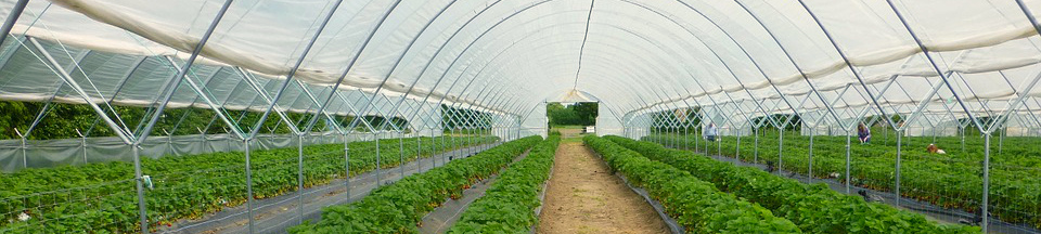 8 советов по выбору теплицы для дачи