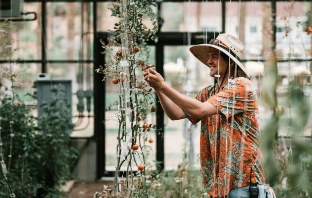 Помидоры хорошо растут в просторных теплицах