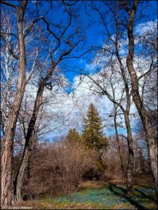 Окрестности коттеджного поселка Тимирязевский парк в Воронеже