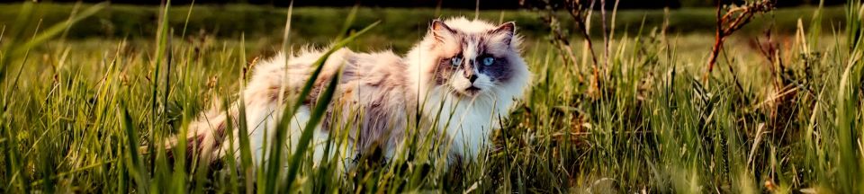 Вакцинация кошек