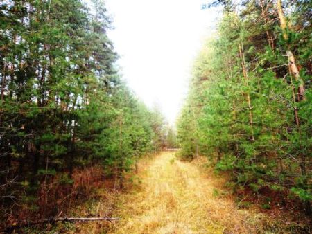 Лес вокруг коттеджного поселка Зеленый Яр