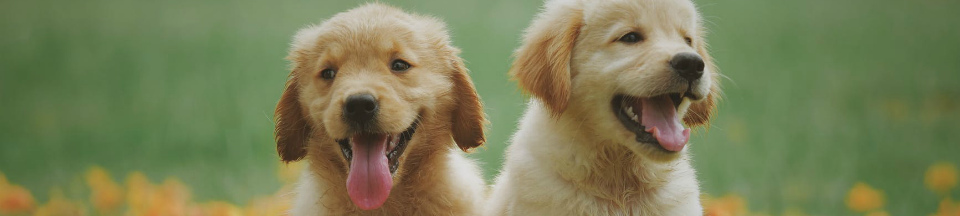 Животные на даче