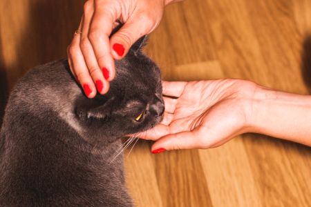 Знакомство с родителями